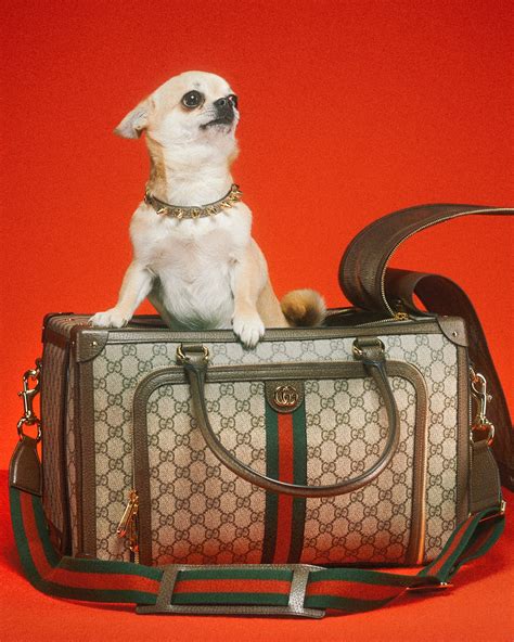 Gucci Pet, así es la nueva colección fetiche de la casa .